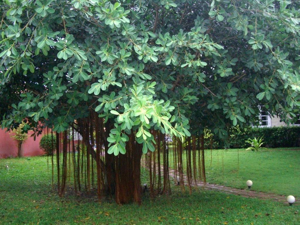 Pictory Garden Resort Sattahip Exterior photo